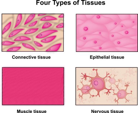 An illustration of the four tissue types found in the human body Body Tissues Anatomy, Anatomi Dan Fisiologi, Tissue Biology, Science Video, Human Biology, Types Of Humans, Human Tissue, Tissue Types, Muscular System