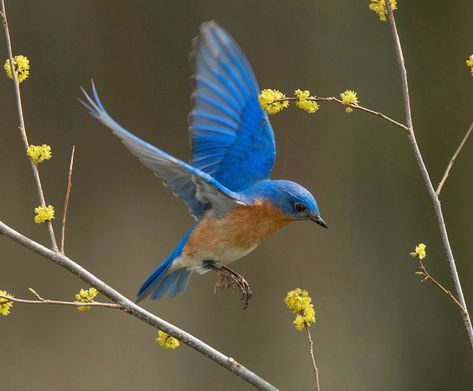 Sialia sialis: A small blue North American songbird / thrush. Found in open woodlands, farmlands, and orchards nesting in trees holes or nest boxes. Eli Milan, Eastern Bluebird Tattoo, Bluebird Flying, Enchanted Forest Mural, Bluebird Tattoo, Nest Boxes, Blue Bird Art, Forest Mural, Eastern Bluebird