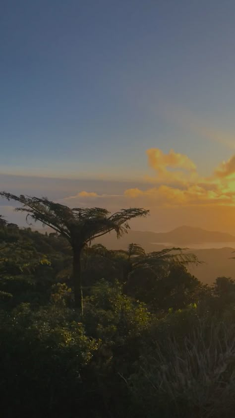 Jungle Fairy, Jungle Sunset, Jungle Photo, Jungle Wedding, Wedding Vibes, Mother Nature, New Zealand, Saying Goodbye, Quick Saves