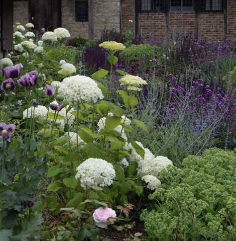 Hydrangea Border, Hydrangea And Salvia, Mixed Hydrangea Border, Hydrangea Cottage Garden, Hydrangea Annabelle Border, Hydrangea Annabelle Combination, Hydrangea Annabelle, Invincibelle Hydrangea, Salvia Caradonna