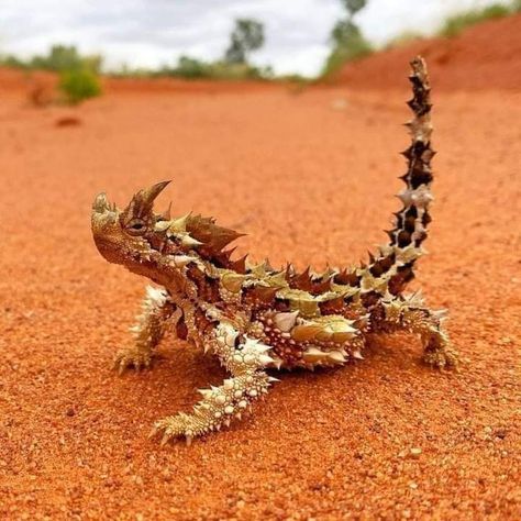 Armadillo Lizard, Thorny Devil, Lizard Dragon, Lizard Species, Amazing Animal Pictures, Cute Reptiles, Reptiles Pet, Random Ideas, Pretty Animals