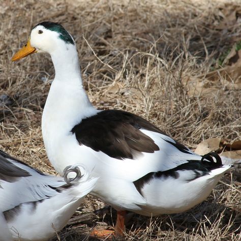 Magpie Ducks, Ducky Aesthetic, Magpie Duck, Ducks Pictures, Duck Photos, Cold Comfort Farm, Poultry Breeds, Duck Breeds, The Albatross