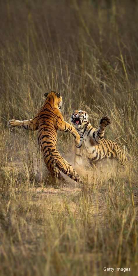 Tiger Attack, Wild Animals Pictures, Animal Portraits Art, Relationship Gifts, Tiger Art, Wildlife Animals, Animal Planet, Nature Animals, Beautiful Cats