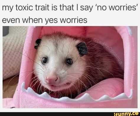 This is adorable :) Trash Animals, My Toxic Trait, Goofy Animals, Awesome Possum, Nfl Memes, Raccoon Funny, Trash Panda, Racoon, Cute Memes