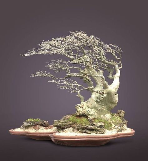 Windswept Bonsai, Ficus Bonsai, Beautiful Bonsai, Indoor Bonsai Tree, Bonsai Styles, Japanese Bonsai, Indoor Bonsai, Bonsai Art, Miniature Trees