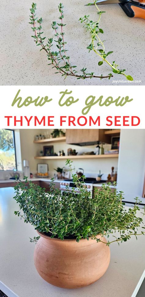 Thyme is a fabulous culinary herb used in sauces, dressings, soup, meat & much more. Are you ready to dive into the world of thyme in pots? This guide to growing thyme in pots both indoors & outdoors includes container options, soil tips, & sunlight & watering needs for thriving thyme plants. We also cover different thyme varieties - there are many! Join the fun of growing this aromatic perennial herb. Herbs gardening in containers is so rewarding! Grow Thyme, Apartment Vegetable Garden, Gardening In Containers, Growing Thyme, Thyme Herb, Thyme Plant, Thyme Flower, Gardening Indoors, Snake Plant Care