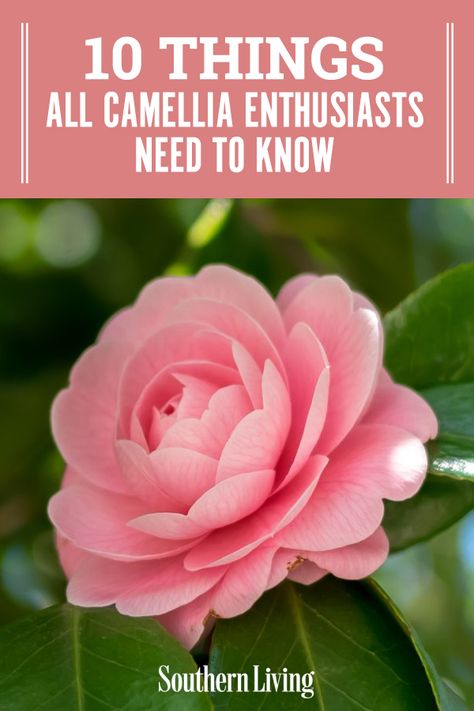 Read here for a few camellia facts all enthusiasts should know, and you just might learn something new about these Southern-favorite shrubs. #gardening #gardenideas #camelliatips #howtogrowcamellia #camelliagarden #southernliving Camellia Bush Landscaping, Camelia Bush Landscaping, Camila Flower Tree, Camellia Garden Design, Camellias In Landscaping, Camelias Landscaping, How To Prune Camellias, Camillia Bush Landscape, Camilia Flower Tree