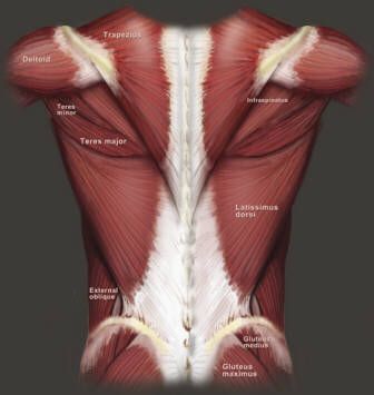 Human Anatomy - Muscles of the back Baguazhang uses the flanks just below the shoulders to generate power separate from the movement of the waist. Description from pinterest.com. I searched for this on bing.com/images Muscles Anatomy, Human Anatomy Reference, Yoga Anatomy, Muscular System, Muscle Anatomy, Human Anatomy And Physiology, Anatomy For Artists, Anatomy Study, Body Anatomy