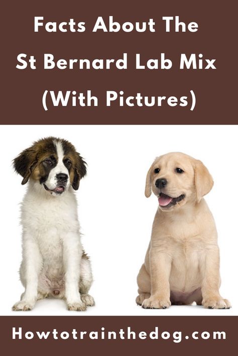 A Complete Guide To The St Bernard Lab Mix. Everything you need to know - from temperament, to characteristics, health issues, training, price and... St Bernard Mix, Lab Mix Puppies, Lab Puppies, St Bernard, Training Your Dog, Health Issues, Dog Breeds, Labrador Retriever, Labrador