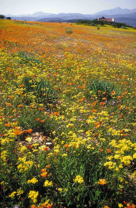 Africa Do Sul, South Africa Travel, Out Of Africa, Southern Africa, Africa Travel, Flower Field, In Bloom, South African, Beautiful World