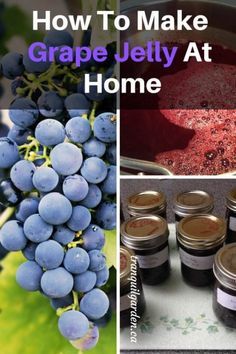 Make Grape Jelly, Homemade Grape Jelly, Concord Grape Jelly, Grape Jam, Jam Recipes Homemade, Canning Jam, Grape Recipes, Apple Jam, Bunch Of Grapes