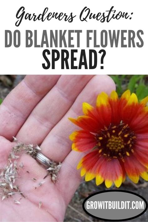 Blanket Flower Landscape, Blanket Flowers Perennials, Micro Prairie, Gaillardia Flower, Gaillardia Pulchella, Zone 9 Gardening, When To Plant Seeds, Indian Blanket Flower, Colorado Flowers