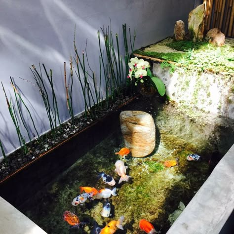 Ranchu Fish Tank, Ranchu Goldfish Tank, Diy Container Pond, Ranchu Gold Fish, Ranchu Fish, Ethereal Plane, Tank Aesthetic, Rainforest Garden, Cutie Aesthetic