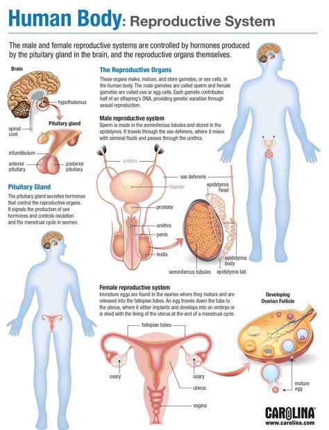 Female Reproductive System Anatomy, Human Body Facts, Basic Anatomy And Physiology, Nurse Study Notes, Biology Facts, Medical Laboratory Science, Nursing School Survival, Female Reproductive System, Human Body Anatomy