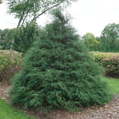 chamaecyparis_haywired_false_cypress_pw_CHAHA_01 Backyard Bed, Sunny Backyard, False Cypress, Chamaecyparis Lawsoniana, Edging Plants, Privacy Hedge, Border Plants, Winter Plants, Proven Winners