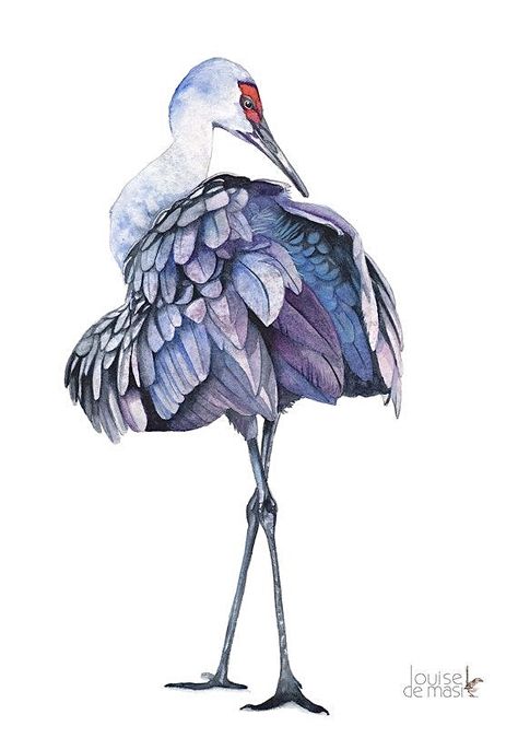 Tree Lily, Sarus Crane, Wings Artwork, Crane Art, Sandhill Crane, Crane Print, Plastic Envelope, Lily Painting, Watercolor Journal