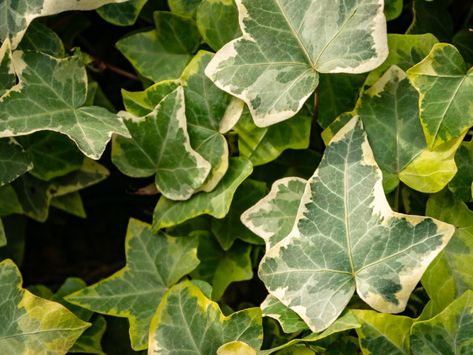 Variegated Ivy, Ivy Plant, Garden Of Gethsemane, Porch Plants, Ivy Plants, Gardening 101, Garden Help, Plant Therapy, House Plant Care