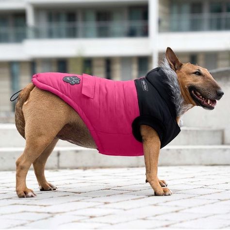 Waterproof Dog Coats, Dog Winter, Dog Winter Coat, Winter Parka, Dog Coat, True North, Winter Dog, Block Design, Extreme Weather