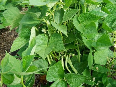 Easy growing pinto beans are nutrient rich, eating them reduce the cholesterol level and risk of heart disease. In this article, learn how to grow pinto beans. Growing Pinto Beans, Delonix Regia, Pinto Bean, Dry Beans, Garden Vines, Garden Food, Bean Seeds, Pinto Beans, Heirloom Seeds