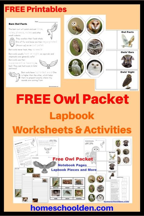 If your kids are studying owls, be sure to grab these free owl printables.  This Owl Packet includes some worksheets, 3-part cards, notebook pages and lapbook/interactive notebook pieces. These go really well if you are doing the owl pellet dissection hands-on activity! #FreeOwlPrintables #FreeOwlWorksheets #FreeOwlPelletPrintables #HomeschoolCurriculum Owl Lapbook, October Homeschool, Homeschool Notebooking, First Grade Themes, Owl Pellet, Owl Activities, Owl Facts, Owl Pellets, Science Printables