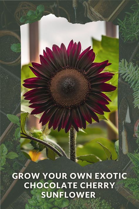 Grow Exotic Chocolate Cherry Sunflowers Chocolate Cherry Sunflower, Types Of Sunflowers, Survival Garden, Survival Gardening, Sunflower Seed, Chocolate Cherry, Sunflower Seeds, Planting Seeds, Dream Garden