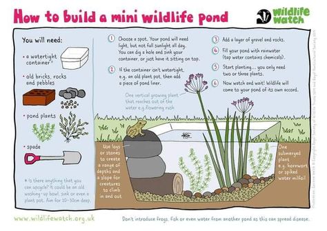 Diy Ponds Backyard, Container Pond, Wildlife Pond, Mini Pond, Building A Pond, Forest School Activities, Frog Pond, Diy Pond, Large Plant Pots