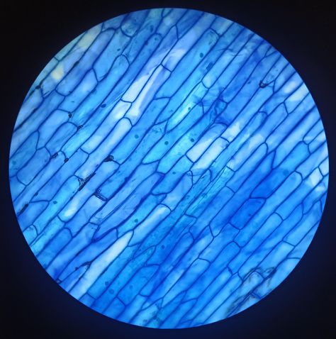 Crystal Under Microscope, Plant Cell Under Microscope, Cells Through Microscope, Viruses Under Microscope, Plants Under Microscope, Cells Under Microscope Art, Microscopy Aesthetic, Onion Cell Under Microscope, Under The Microscope Textiles