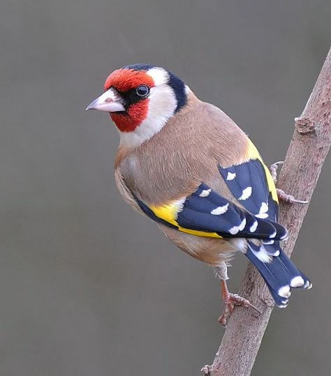 Pete Blanchard European Goldfinch, Kinds Of Birds, Airbrush Art, Colorful Bird, Nature Birds, Goldfinch, All Birds, Bird Pictures, Exotic Birds