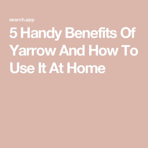 5 Handy Benefits Of Yarrow And How To Use It At Home Yarrow Benefits, Benefits Of Yarrow, Sip Tea, Medicinal Herb, Medicinal Herbs, Health Benefits, Herbs, Benefits, At Home