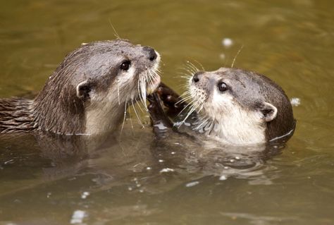 Otter And Cat, Otter Family, Otters Snuggling, Otter Standing, Otter Spirit Animal, Otter Memes Love, Otter Pops, Otters Cute, Otter Love