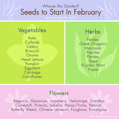 Seed Chart. Seed Starting in February!   download it here http://rootsnursery.com/seed-chart-seed-starting-in-february What Seeds Can You Start Indoors In February Zone 5, Seeds To Start In February, February Seed Starting, Zone 4 Seed Starting Schedule, What Seeds Can You Start Indoors In January Zone 9, Homesteading Knowledge, Seed Starting Chart, Seed Starting Indoors Calendar Zone 5, Granola Mom