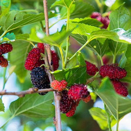 Grow an endless supply of sweet berries all summer long - The Illinois Everbearing Mulberry is the mulberry variety that is most often used in jams, pies, muffins and more because they have an incredibly sweet and delicious flavor. Each large berry has a firm texture, with soft juicy flesh on the inside. When eaten fresh each... Mulberry Plant, Mulberry Trees, Mulberry Leaf, April Flowers, Fast Growing Trees, Mulberry Tree, Plant Ideas, Growing Fruit, Tree Care