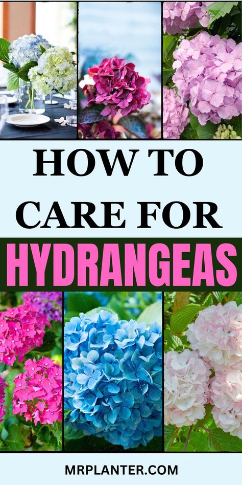 Discover the top care tips that will help you maximize the bloom power of your hydrangeas and create a stunning display. Click the image to know more. Follow us for more tips. #HydrangeaCare #MaximumBlooms #GardenGoals Watering Hydrangeas, Propagating Hydrangeas, Hydrangea Plant, Planting Marigolds, Pruning Hydrangeas, Big Leaf Hydrangea, Types Of Hydrangeas, Hydrangea Varieties, Smooth Hydrangea