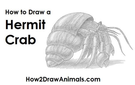 Draw a Hermit Crab Animal Tutorial, Drawing Instructions, Animal Drawing, Hermit Crab, Learn How To Draw, Drawing Tutorials, Step By Step Drawing, Sea Animals, Learn To Draw