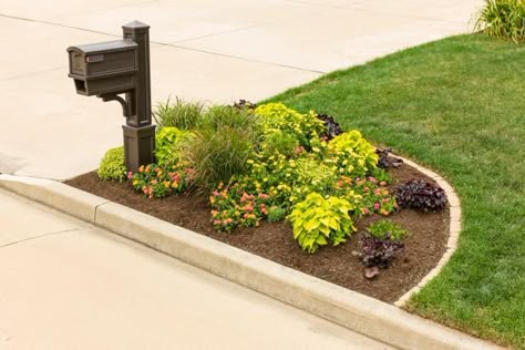 Mailbox Plants, Mailbox Garden, Mailbox Landscaping, Babies Breath, Home Landscaping, Landscaping Tips, House Landscape, Front Yard Landscaping Design, Baby's Breath