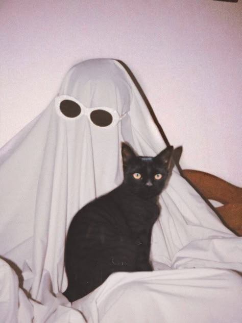 Cats In Ghost Costumes, Sheet Ghost Pfp, Fall Cat Photoshoot, Cat Halloween Photoshoot, Opposites Aesthetic, Cat Ghost Costume, Halloween Profile Pictures, Cat Photoshoot Ideas, Halloween Costumes For Cats