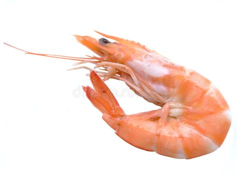 Shrimp. Single shrimp over white background , #Ad, #Single, #Shrimp, #shrimp, #background, #white #ad Shrimp Background, Shrimp Alive, Shrimp Picture, Shrimp Photography, Shrimp Stock, Pink Shrimp, White Shrimp, Moody Photography, 3d Object