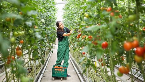 Coping with seasonal changes - Greenhouse Management Greenhouse Tomatoes, Irrigation Methods, Moving Plants, Diy Step By Step, Greenhouse Growing, Environmental Concerns, Plant Science, Gardening Hacks, Growing Tomatoes