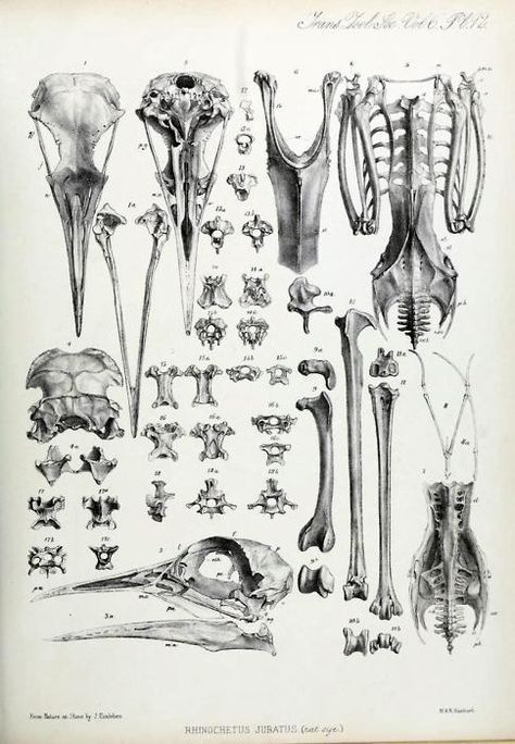 bones Bird Bones, Scientific Drawing, Skull Anatomy, Animal Skeletons, Science Illustration, Bones And Muscles, Animal Bones, Sketchbook Pages, Scientific Illustration