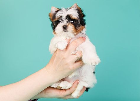 15 of the Smallest Dog Breeds for All Your Petite Pup Needs – PureWow Mini Dogs Breeds, Smallest Dog Breeds, Smallest Dog, Best Small Dog Breeds, Tiny Dog Breeds, Best Small Dogs, Spaniel Breeds, Cute Small Dogs, Toy Dog Breeds