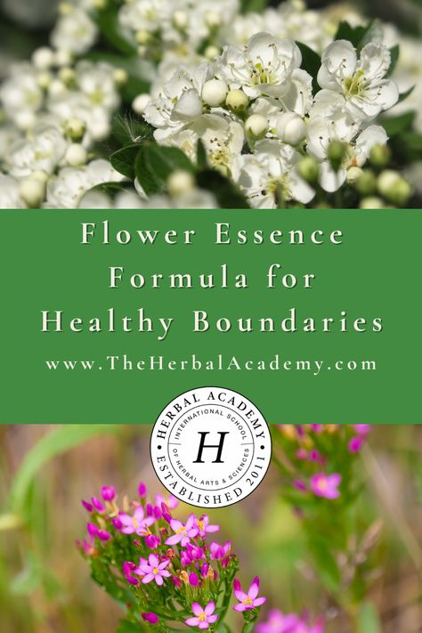 Flower Essences Remedies, Aphrodisiac Foods, Herbal Academy, Essential Oil Perfumes Recipes, Yarrow Flower, Pink Yarrow, Medicine Chest, Perfume Recipes, Flower Remedy