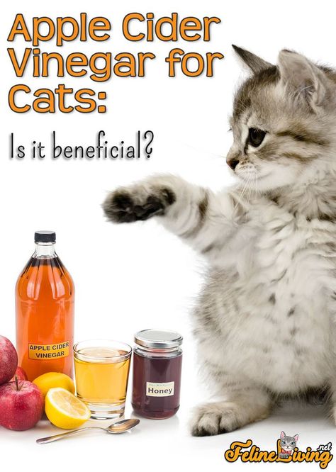 Can Help With Infections (Ear, Respiratory, UTI) Cat Acne, Apple Cider Vinegar Bath, Cat Repellent, What Cats Can Eat, Cat Repellant, Cat Skin, Vinegar And Honey, Health Living, Cat Parenting