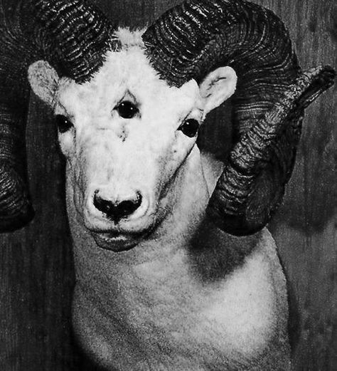 ... Arte Peculiar, Creepy Pictures, Occult Art, Horror Art, Dark Art, Dark Fantasy, Art Inspo, Goats, Fantasy Art