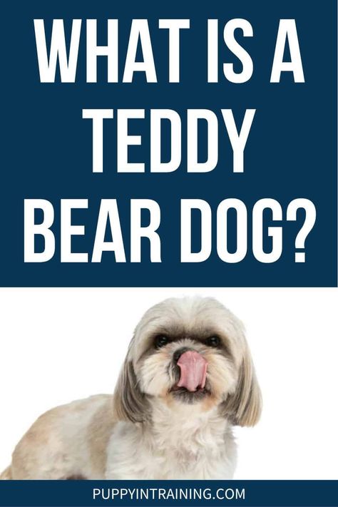 Service Dogs Breeds, Dog Breeds That Dont Shed, New Puppy Checklist, Teddy Bear Puppies, Bear Puppy, Teddy Bear Dog, Dog Breeds Medium, American Dog, Dog Suit