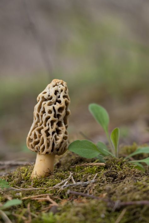 Morel Mushroom Recipes, Morel Mushroom Hunting, Edible Wild Mushrooms, Growing Mushrooms At Home, Caramelized Bacon, Wild Food Foraging, Morel Mushrooms, Mushroom Cultivation, Foraged Food