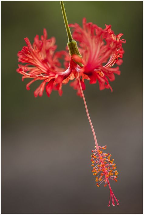 Hibiscus Schizopetalus, Kerala Nature, Australian Flowers, Red Hibiscus, Japanese Lanterns, Macro Flower, Unusual Flowers, Flowers Beautiful, Samurai Swords