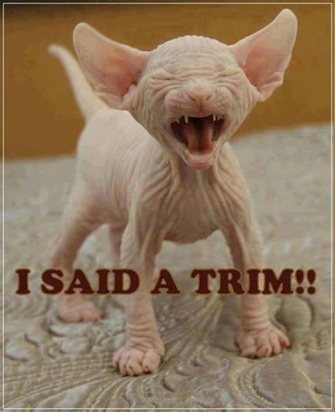 I Said A Trim Pictures, Photos, and Images for Facebook, Tumblr, Pinterest, and Twitter Söt Katt, Hairless Cat, Sphynx Cat, Backstreet Boys, Cane Corso, Sphynx, Cute Kittens, Animal Quotes, Funny Animal Pictures