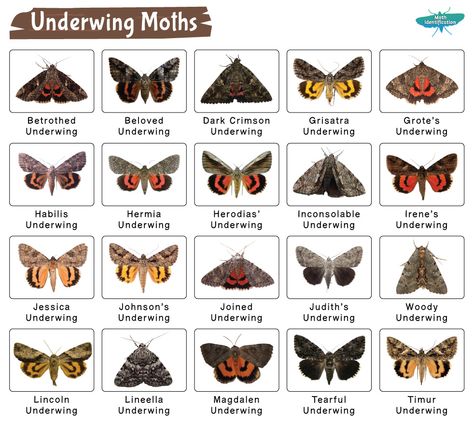 Moth Club, Adventure Core, Molluscs, Cool Bugs, Beautiful Bugs, Creepy Crawlies, Arthropods, Arachnids, Caterpillar