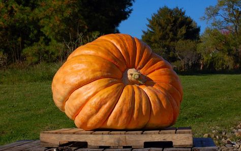 Atlantic Giant Pumpkins are known as the world’s largest pumpkins! Often grown for competitions, these huge pumpkins can prove tricky for inexperienced gardeners. The Atlantic Giant Pumpkin is the most Pumpkin World, German Cross, Pistachio Tree, Types Of Pumpkins, Pumpkin Varieties, Biggest Pumpkin, Large Pumpkins, Giant Pumpkin, Growing Pumpkins