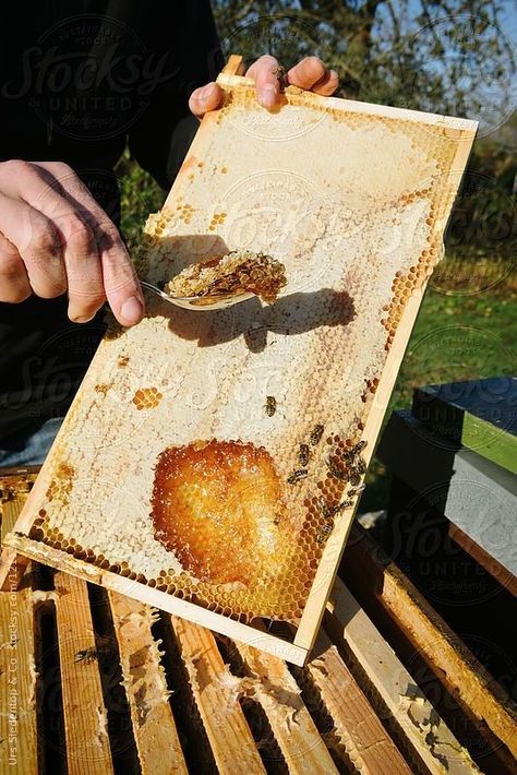 Fresh Honeycomb, Honey Bees Keeping, Bee Tattoos, Honey Art, Bugs Preschool, Aesthetic Health, Tattoo Health, Honey Photography, Bee Drawing